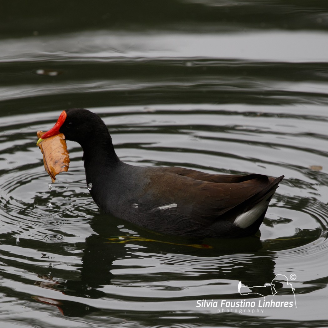 Common Gallinule - Silvia Faustino Linhares