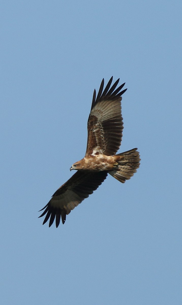 Brahminy Kite - ML117798681