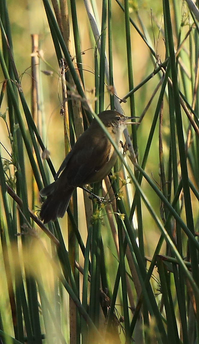 Clamorous Reed Warbler - Albin Jacob