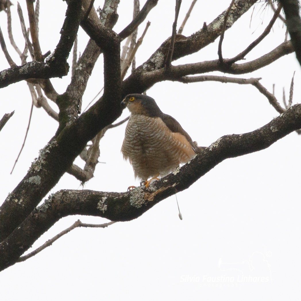 Sharp-shinned Hawk - Silvia Faustino Linhares