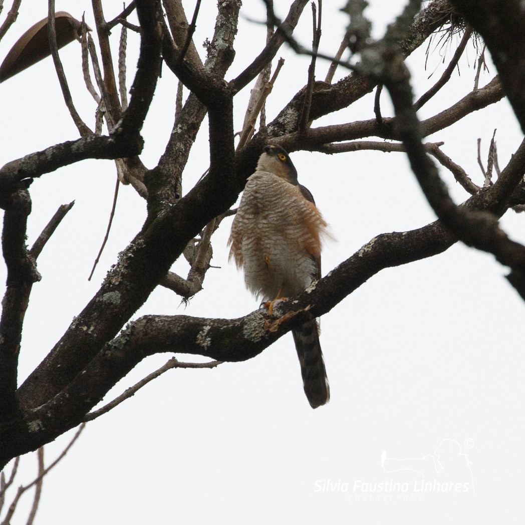 Sharp-shinned Hawk - Silvia Faustino Linhares