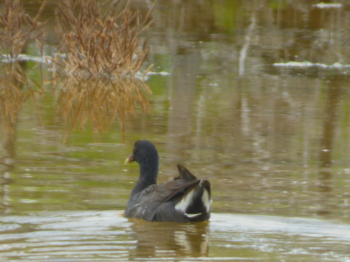 Gallinule d'Amérique - ML117799471