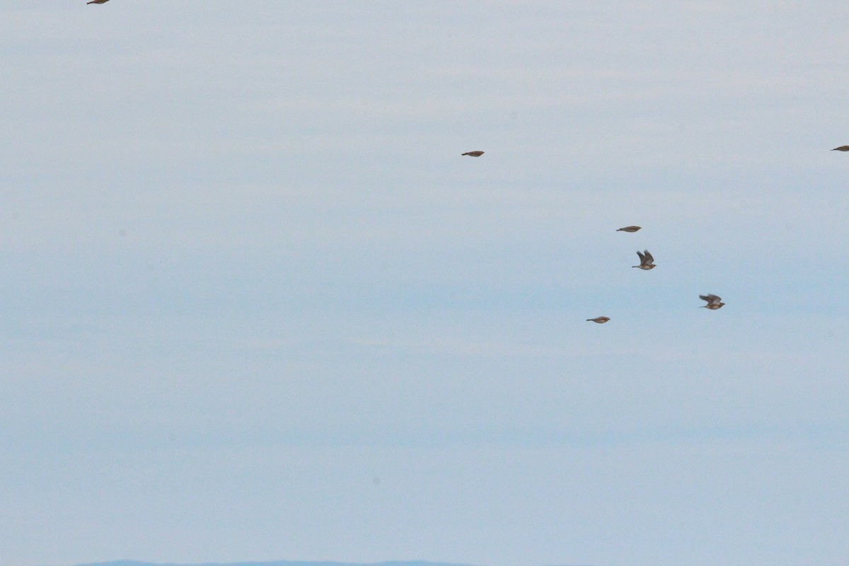 Horned Lark - ML117799881