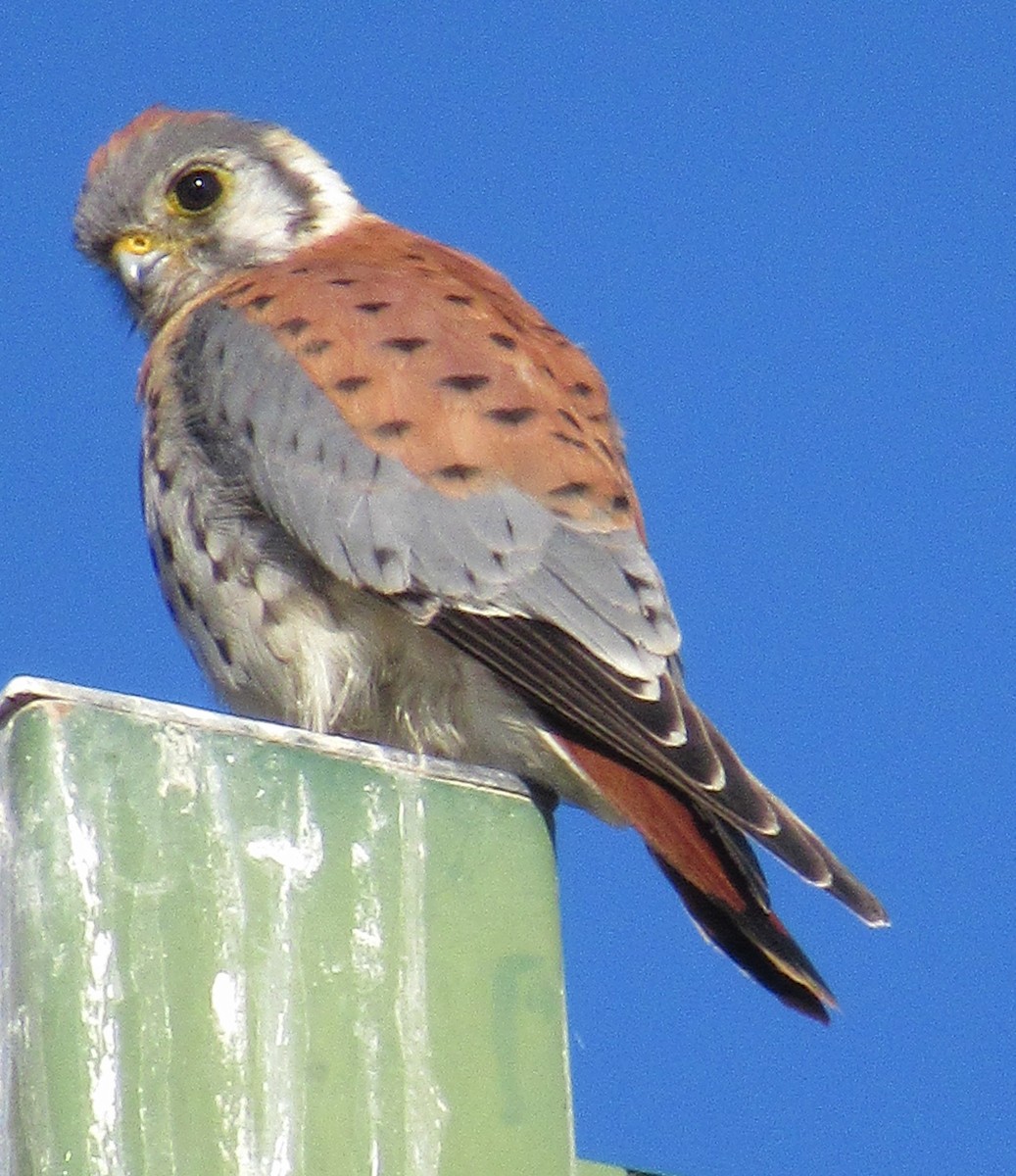 American Kestrel - ML117799991