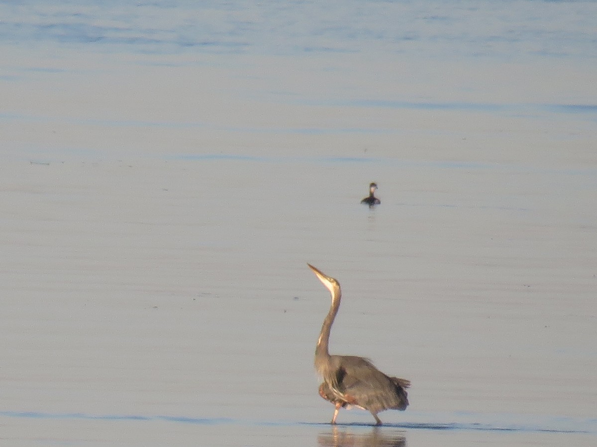 Great Blue Heron - Michael Conner