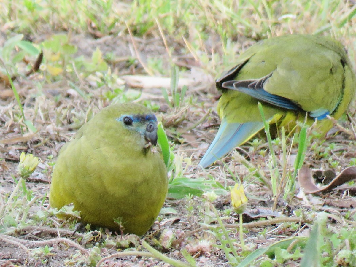 Periquito Roquero - ML117800651