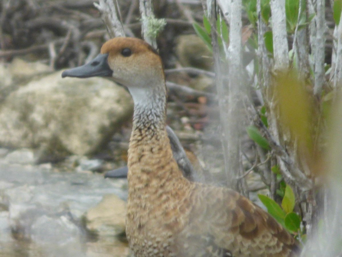West Indian Whistling-Duck - ML117802141