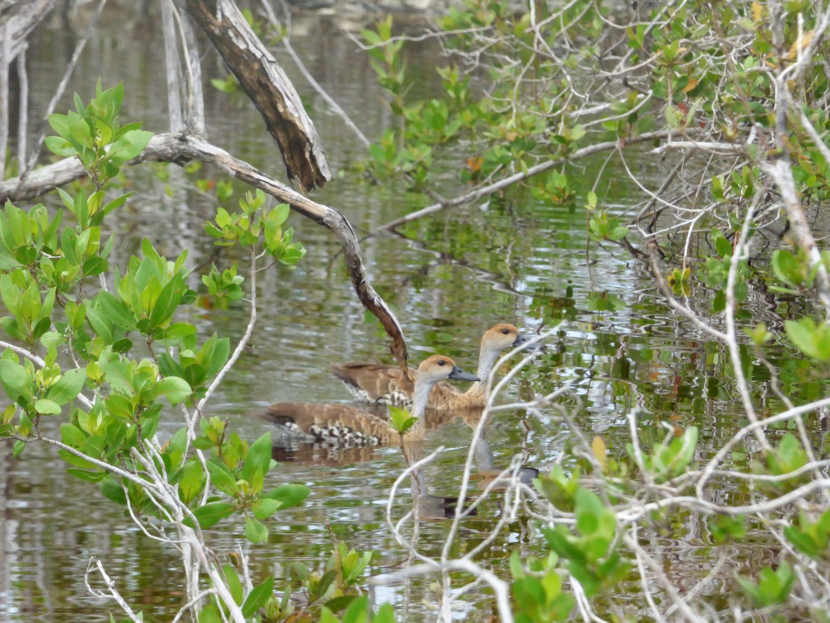 West Indian Whistling-Duck - ML117802521