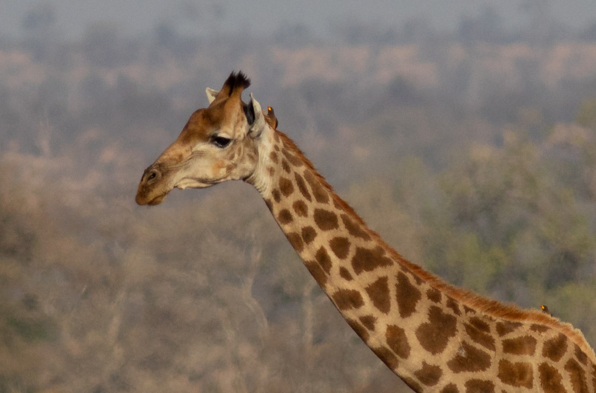 Yellow-billed Oxpecker - ML117802911