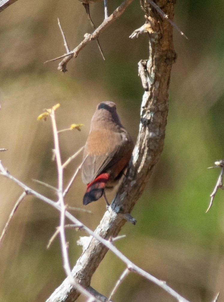 Red-billed Firefinch - Oliver Burton