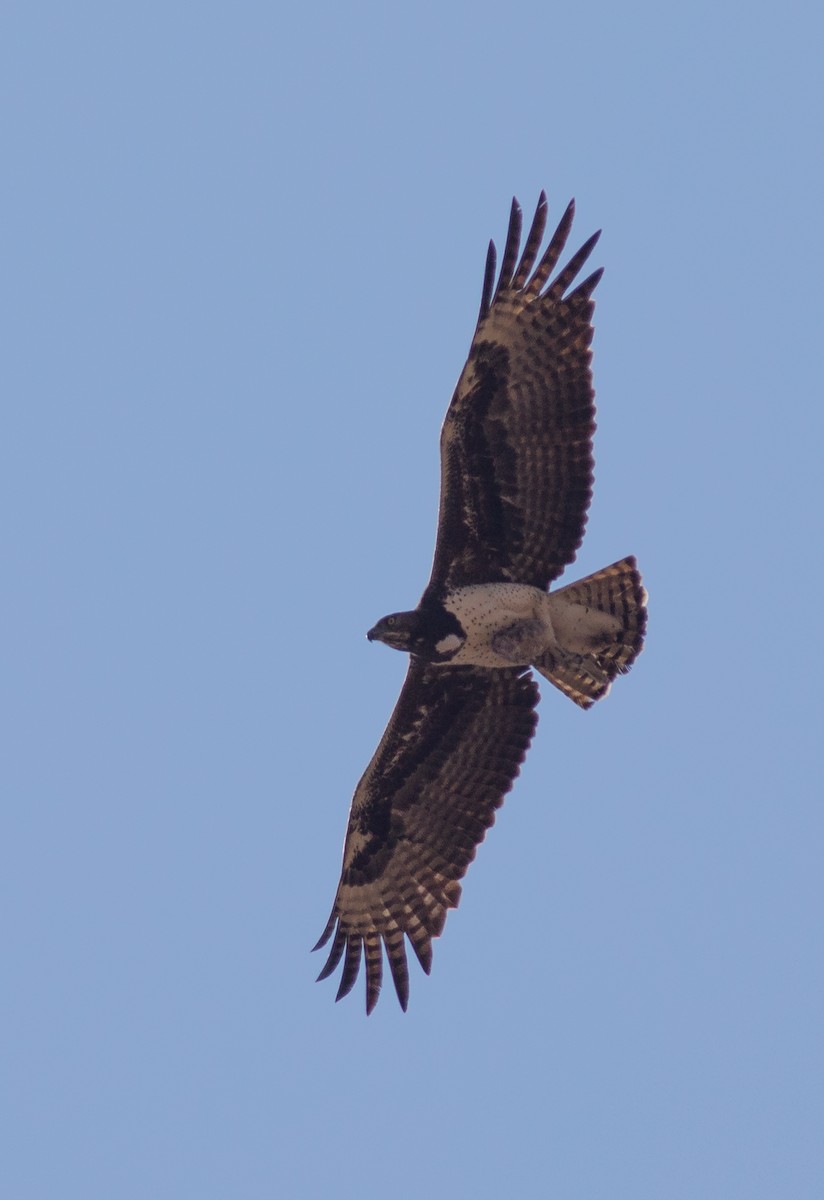 Martial Eagle - Oliver Burton