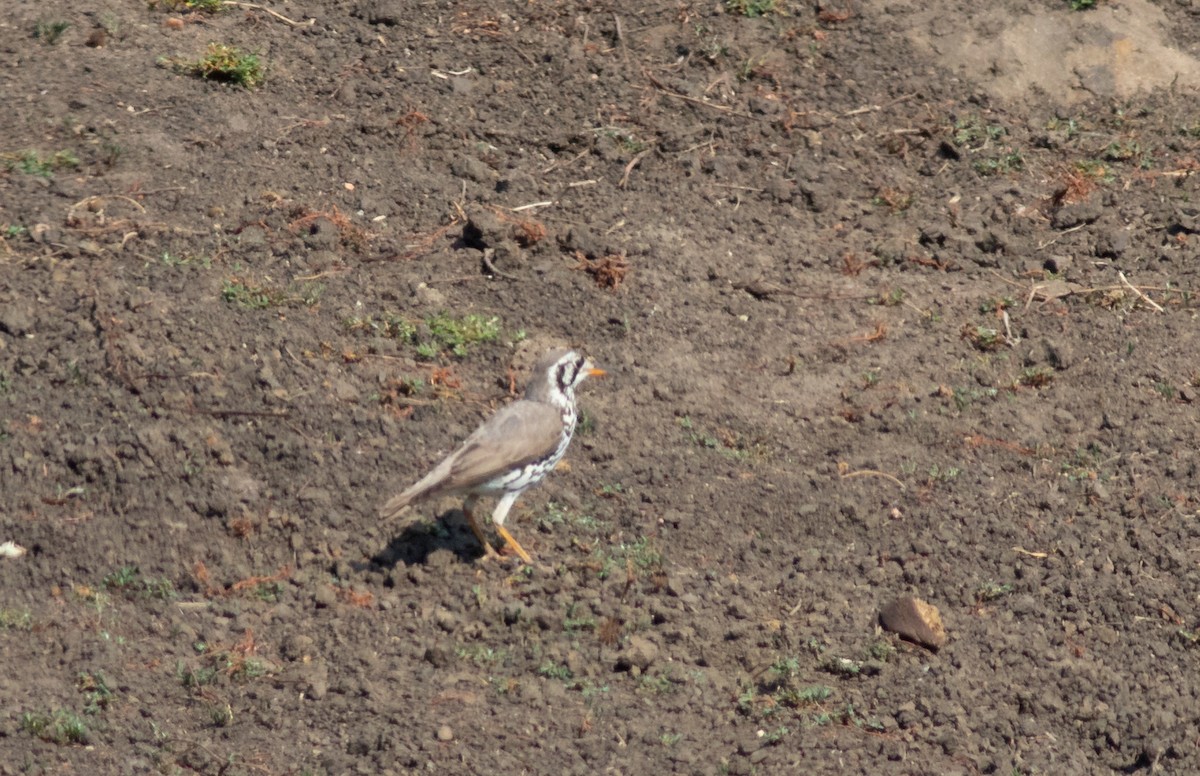 Groundscraper Thrush - ML117803391