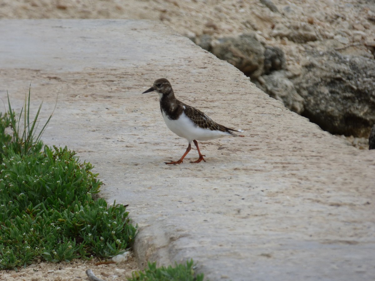 Ruddy Turnstone - ML117803401