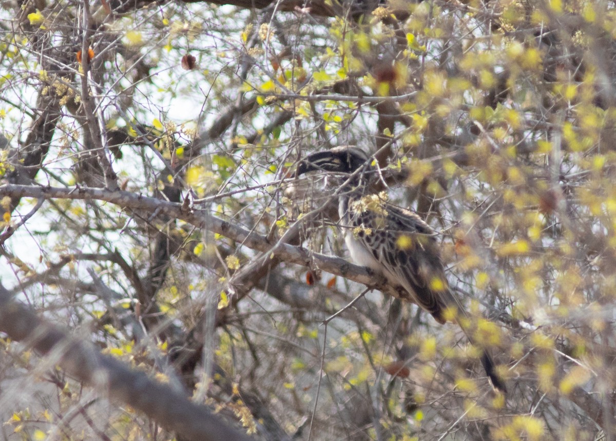 African Gray Hornbill - ML117803451