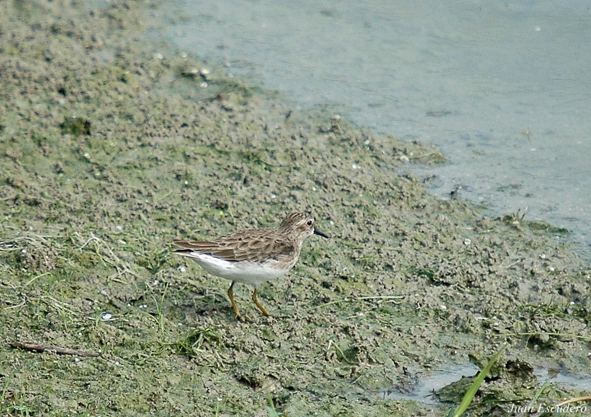 Least Sandpiper - ML117803631