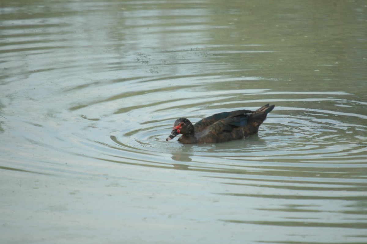 Muscovy Duck (Domestic type) - Juan Escudero