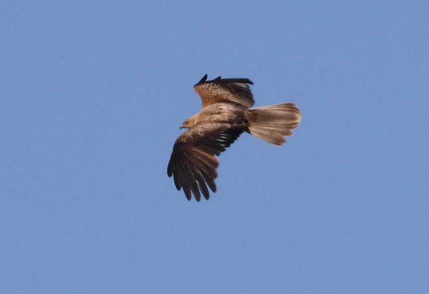 Whistling Kite - ML117804881