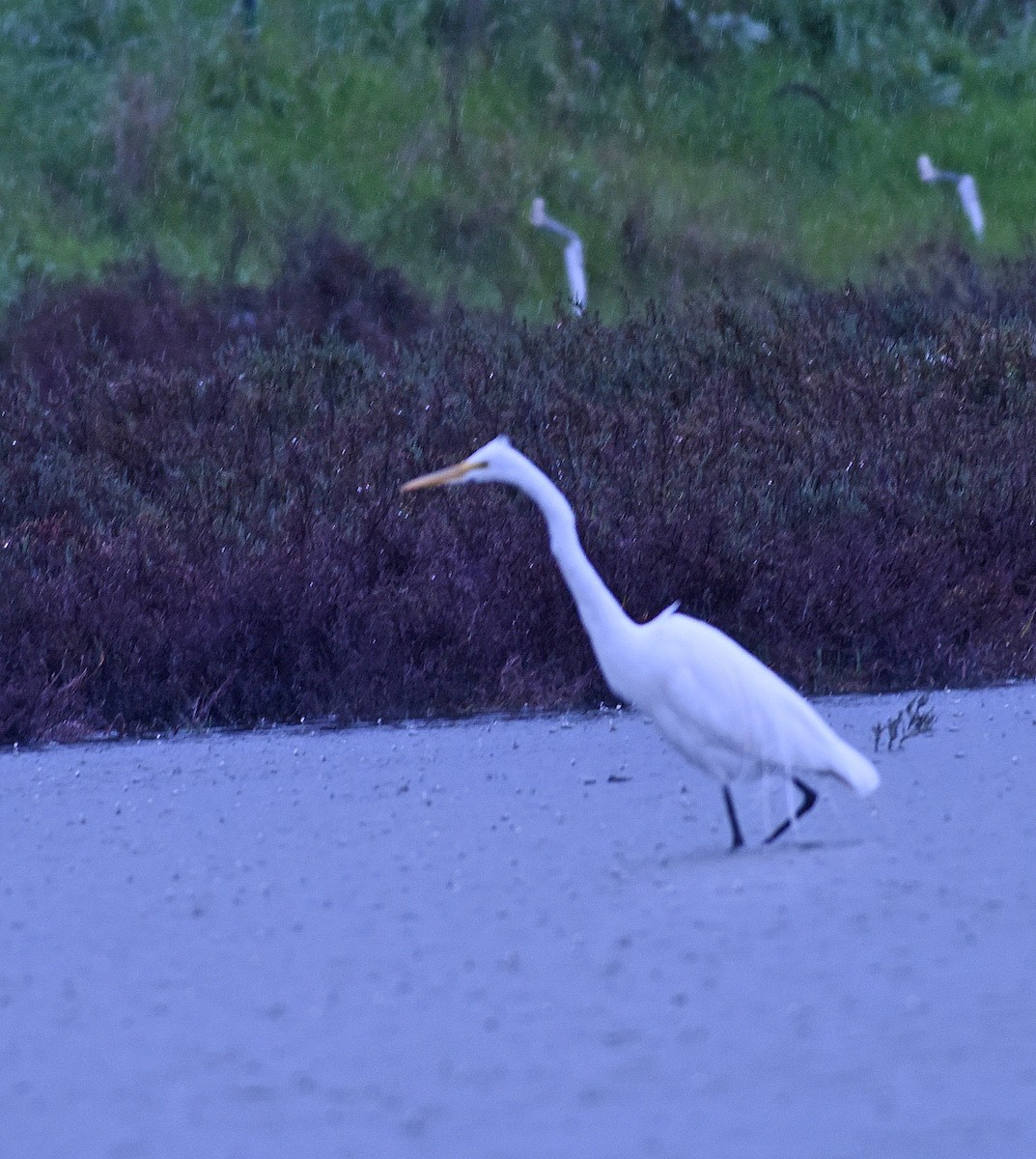 Great Egret - ML117805661