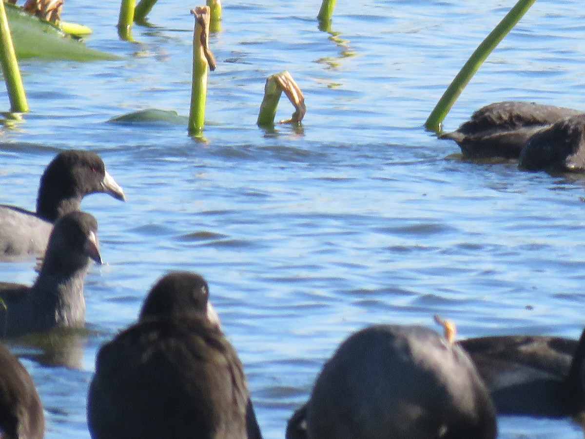 American Coot - ML117805891