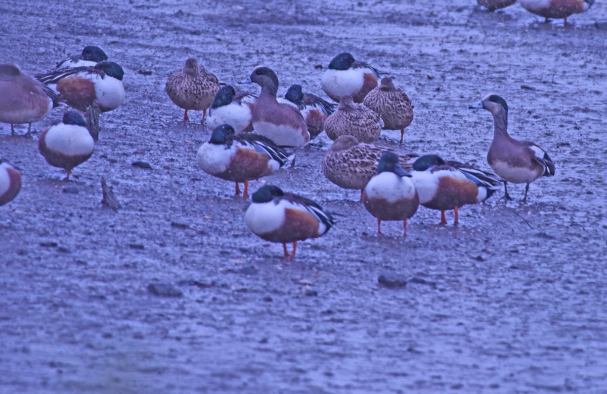 Northern Shoveler - Harry Miller