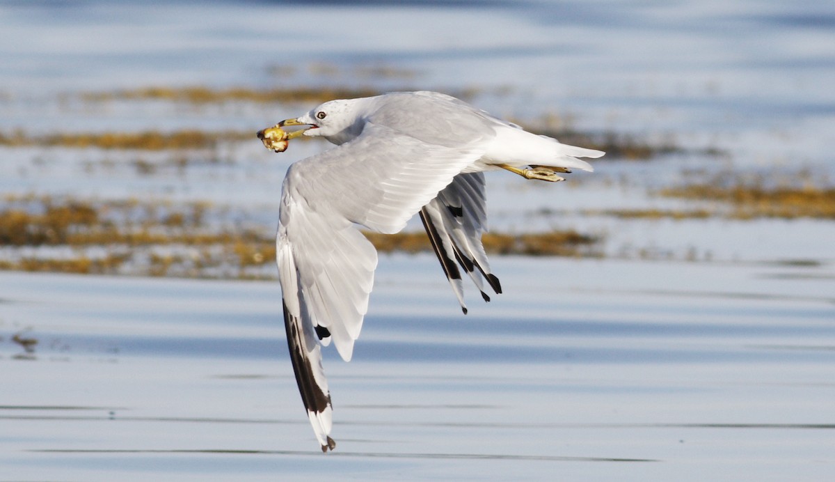 Ring-billed Gull - Gary Jarvis