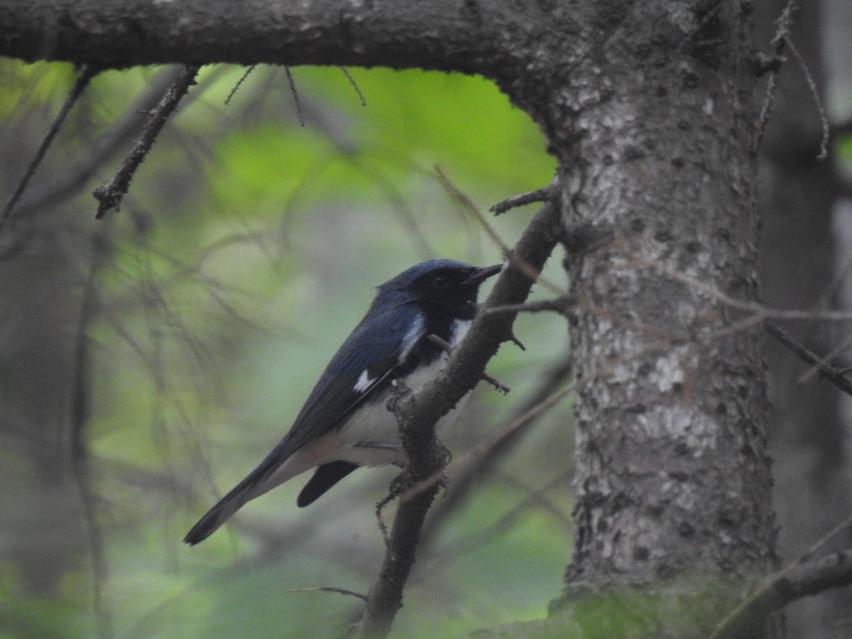Black-throated Blue Warbler - ML117810071