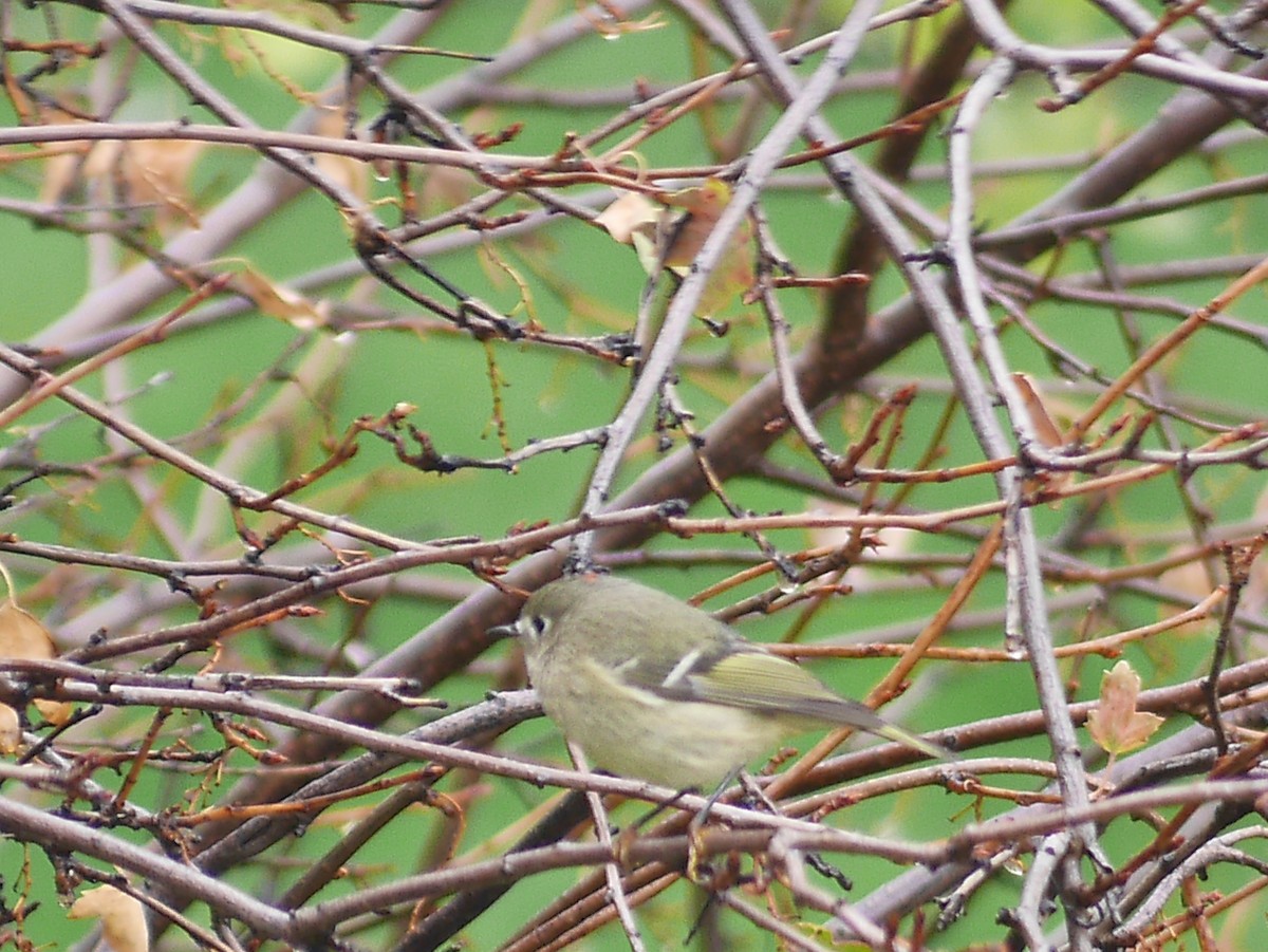 Roitelet à couronne rubis - ML117814031