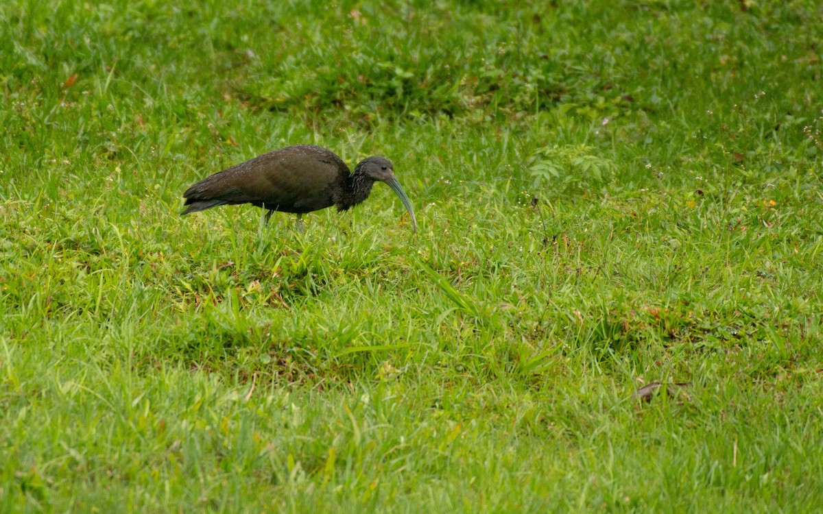 ibis zelený - ML117814111