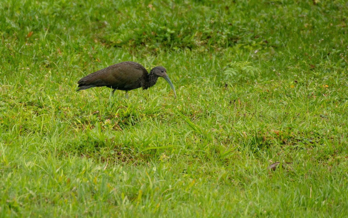 Green Ibis - ML117814111