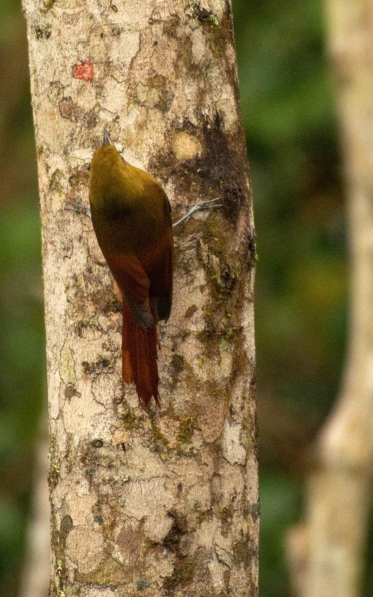 Olivaceous Woodcreeper - ML117814271