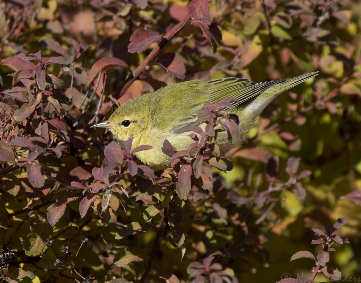 Tennessee Warbler - ML117814491