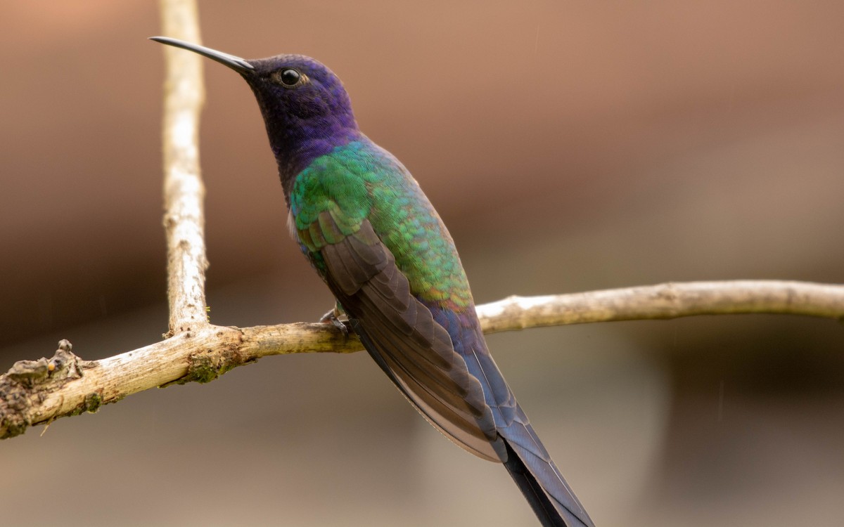 Colibrí Golondrina - ML117814991