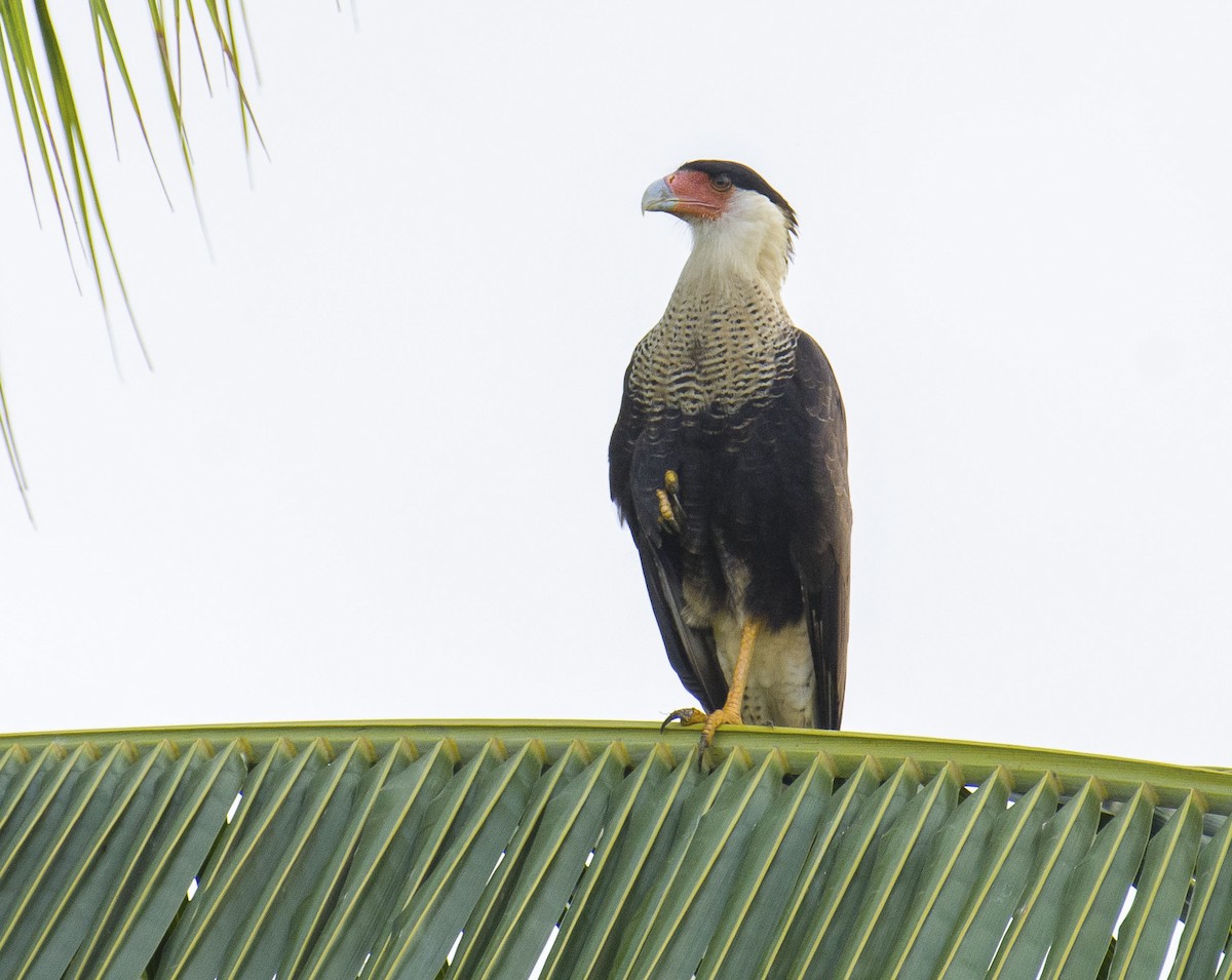 Caracara huppé (cheriway) - ML117815171