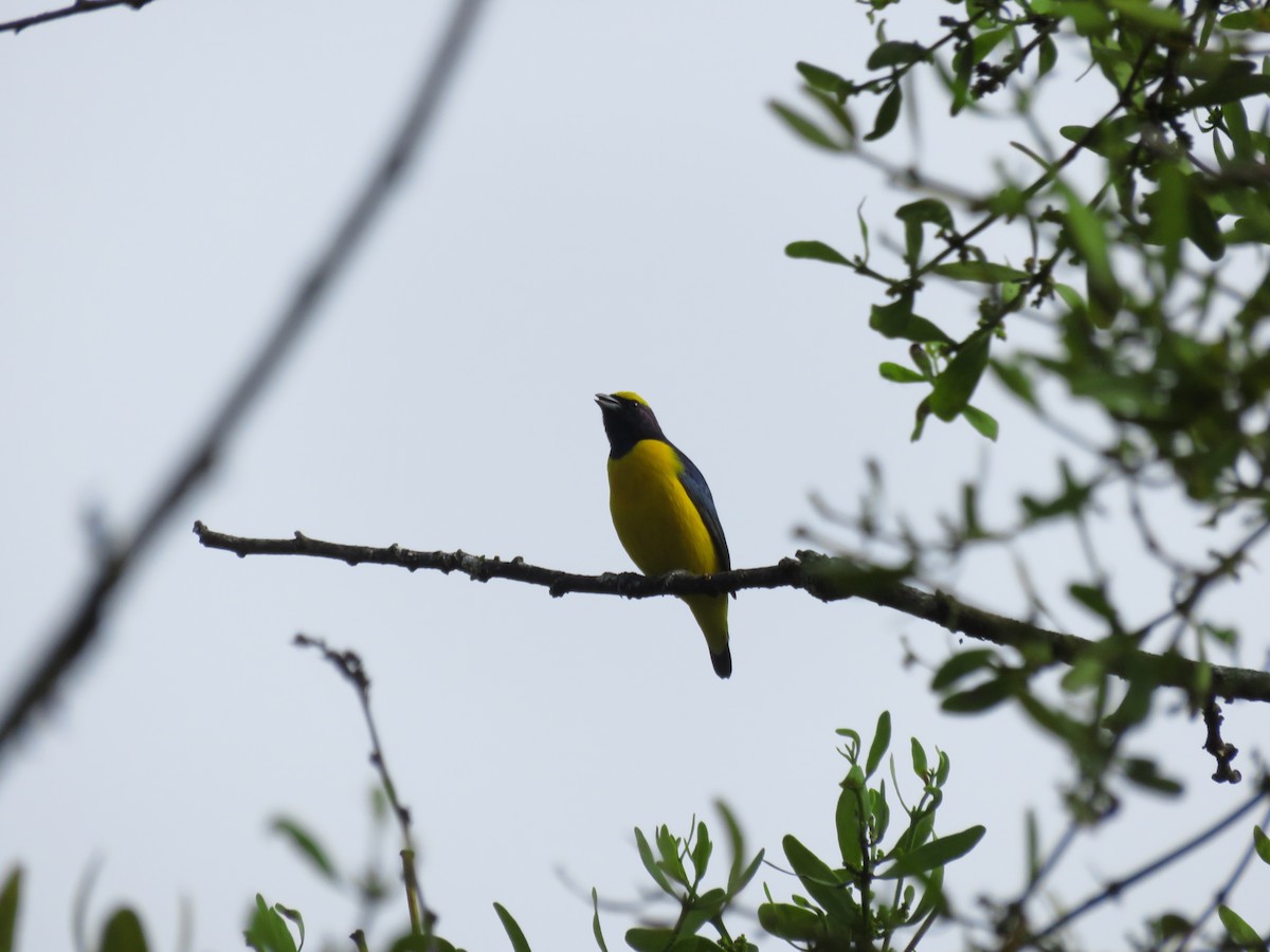 Trinidad Euphonia - Hillary Cabrera