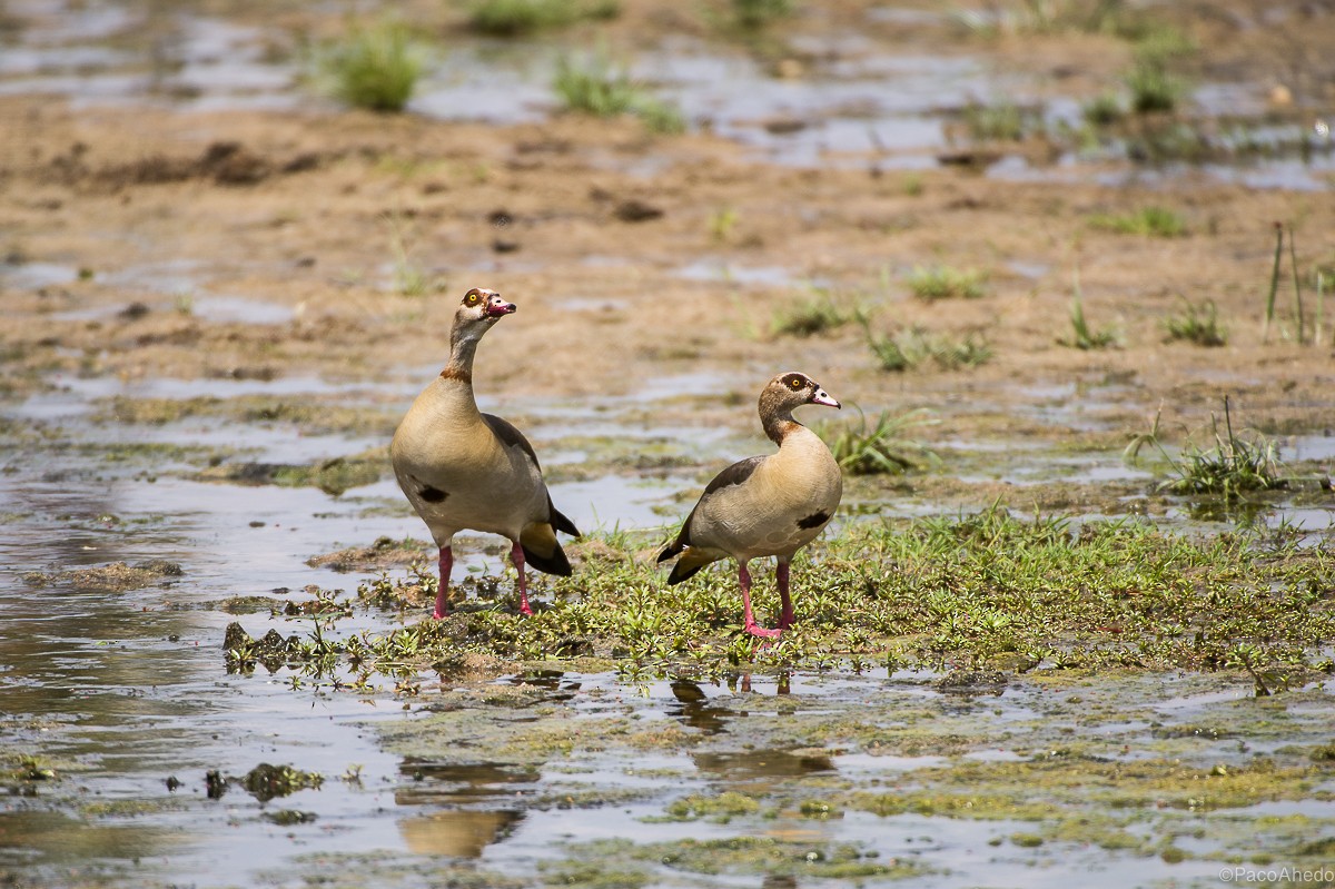 Egyptian Goose - ML117817431