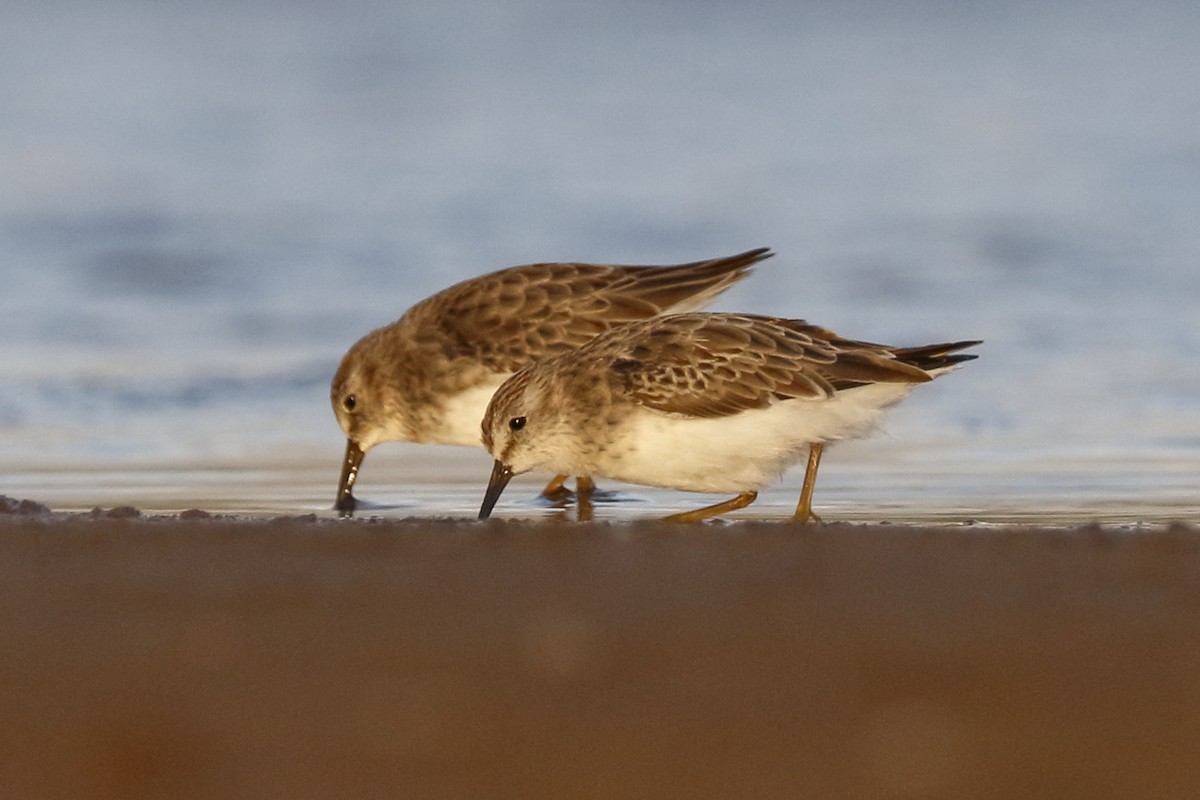 Least Sandpiper - Sharif Uddin