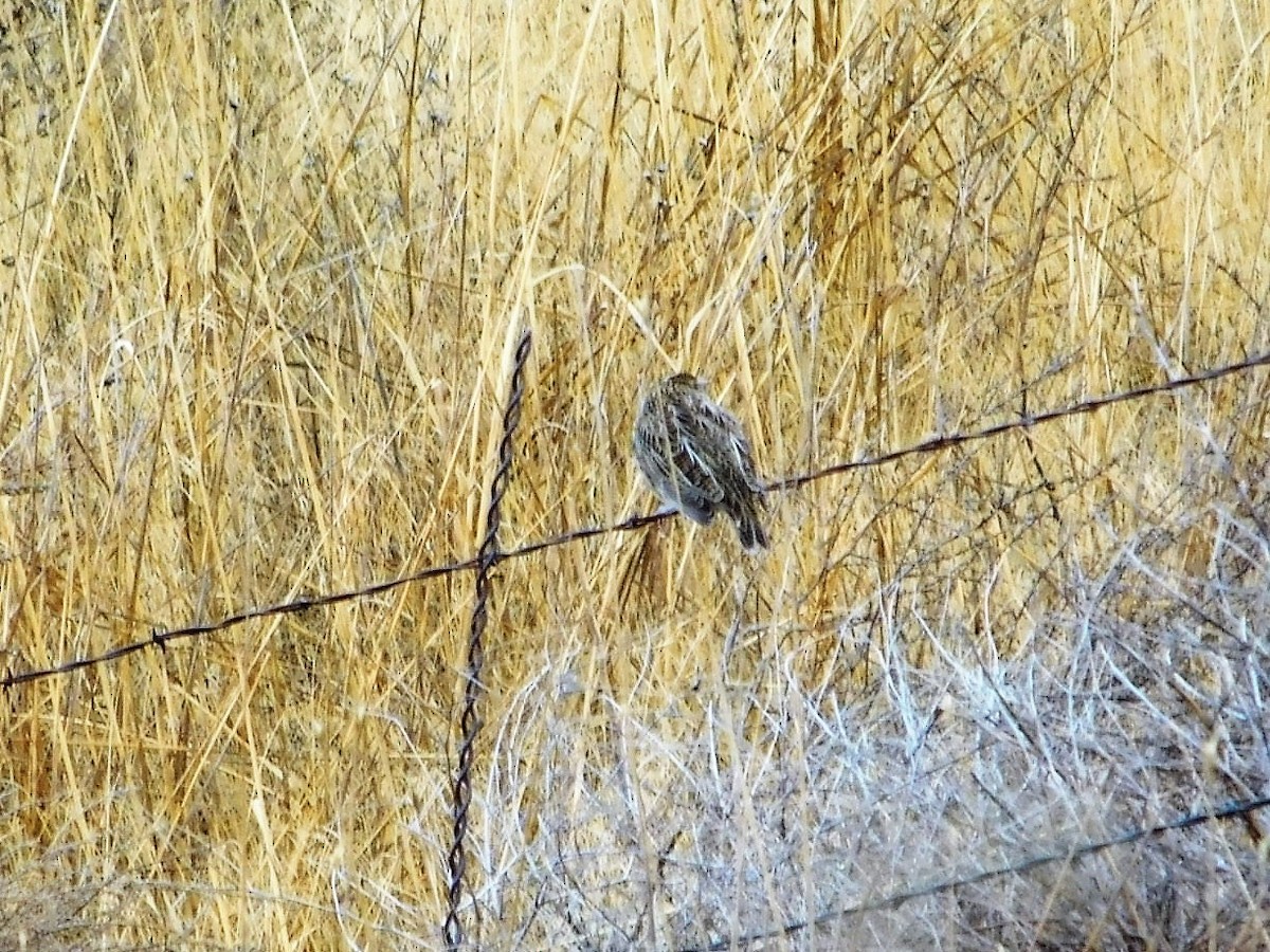 Western Meadowlark - ML117822011