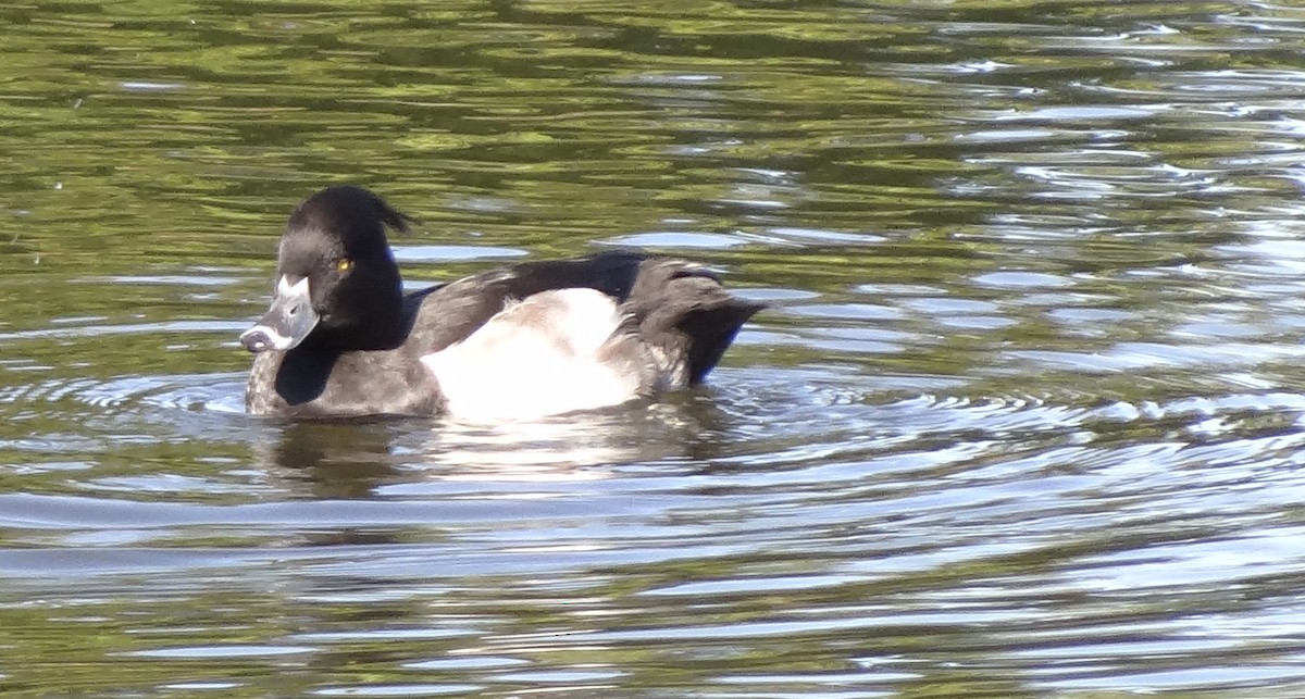 Ring-necked x Tufted Duck (hybrid) - Rick Wright