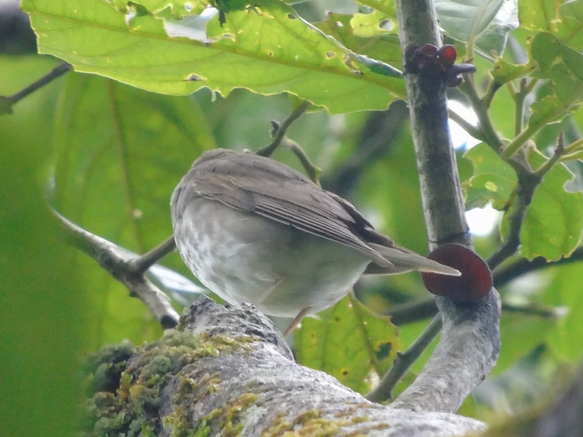 Swainson's Thrush - ML117823801