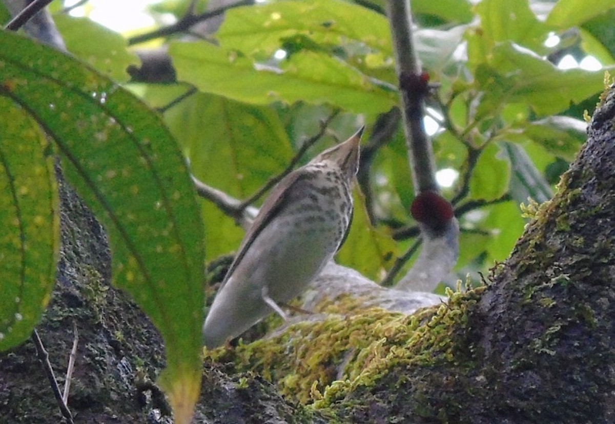 Swainson's Thrush - ML117823811