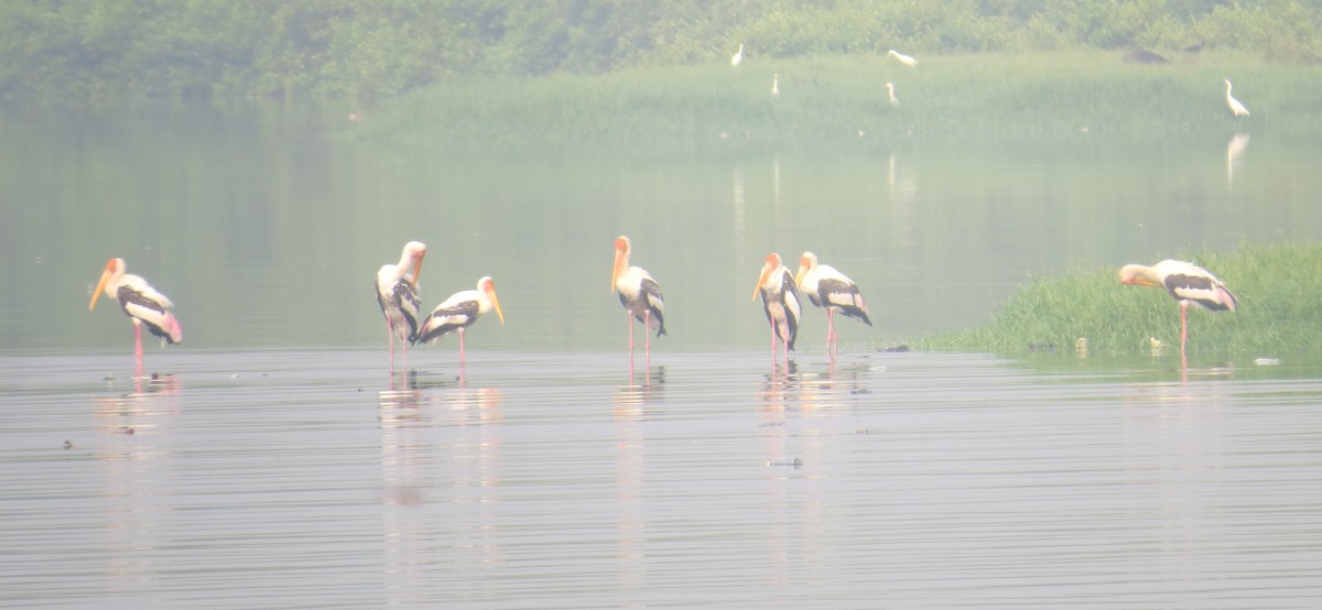 Painted Stork - ML117824291