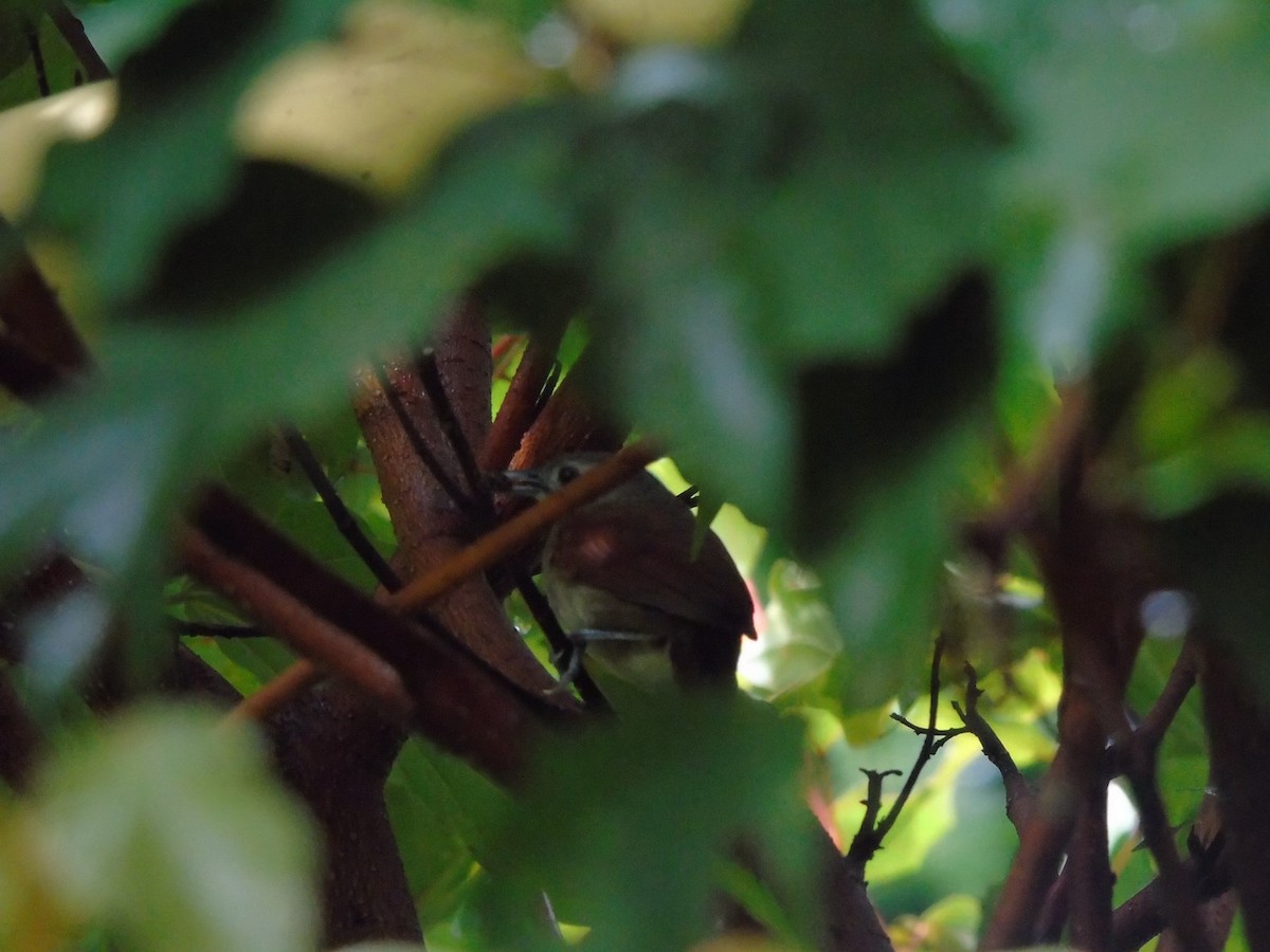 Plain-crowned Spinetail - ML117824561