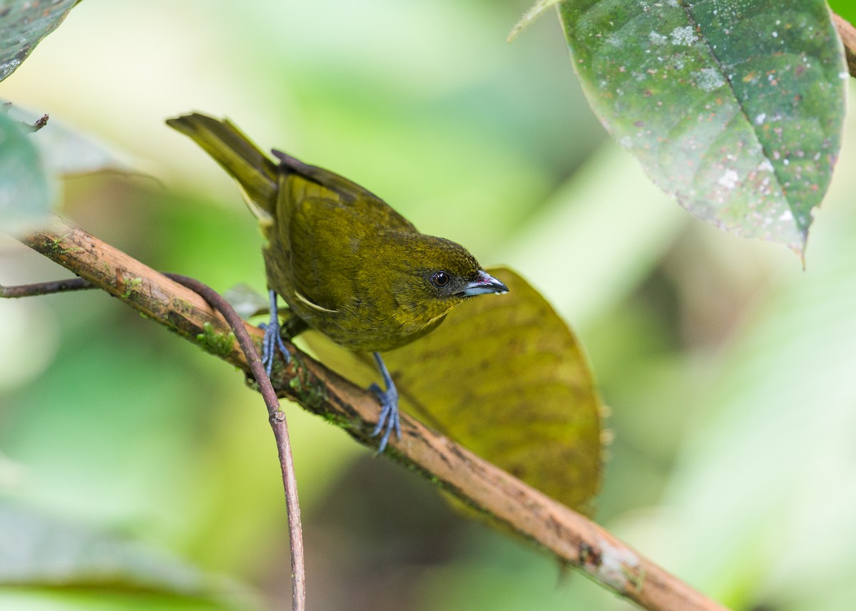 Yellow-green Tanager - Nick Athanas