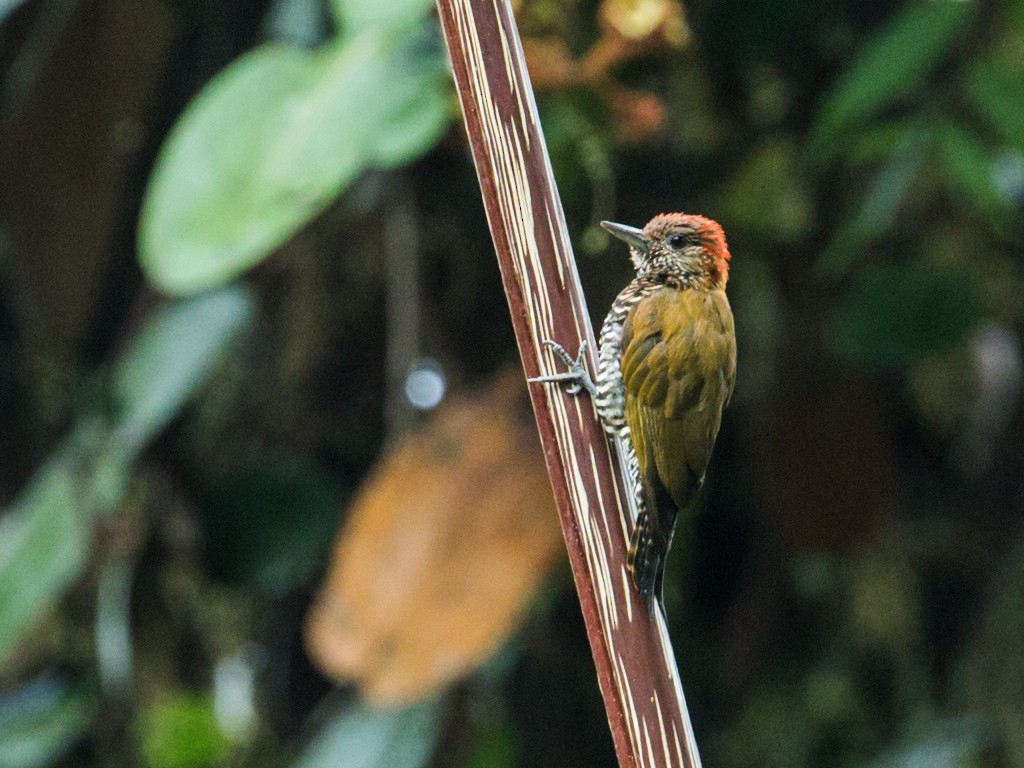 Carpintero del Chocó - ML117825741