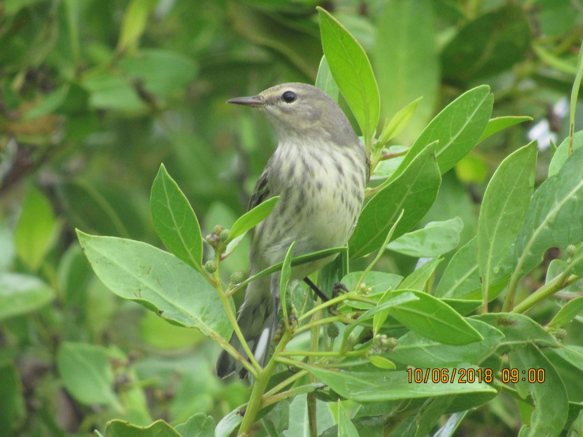 Cape May Warbler - Vivian F. Moultrie