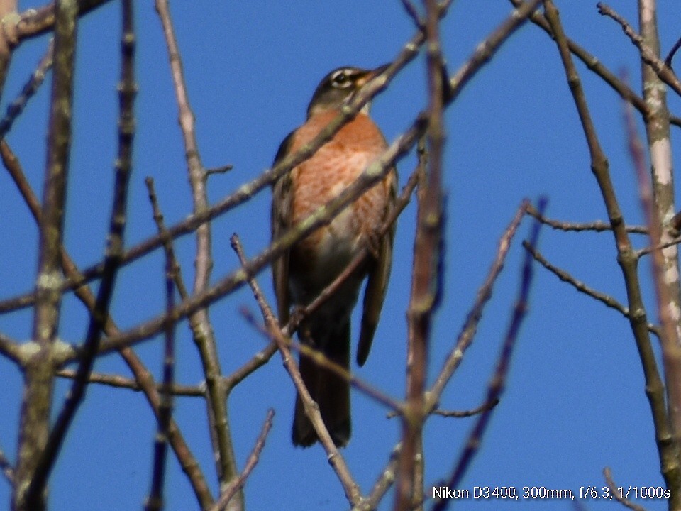 American Robin - ML117826691