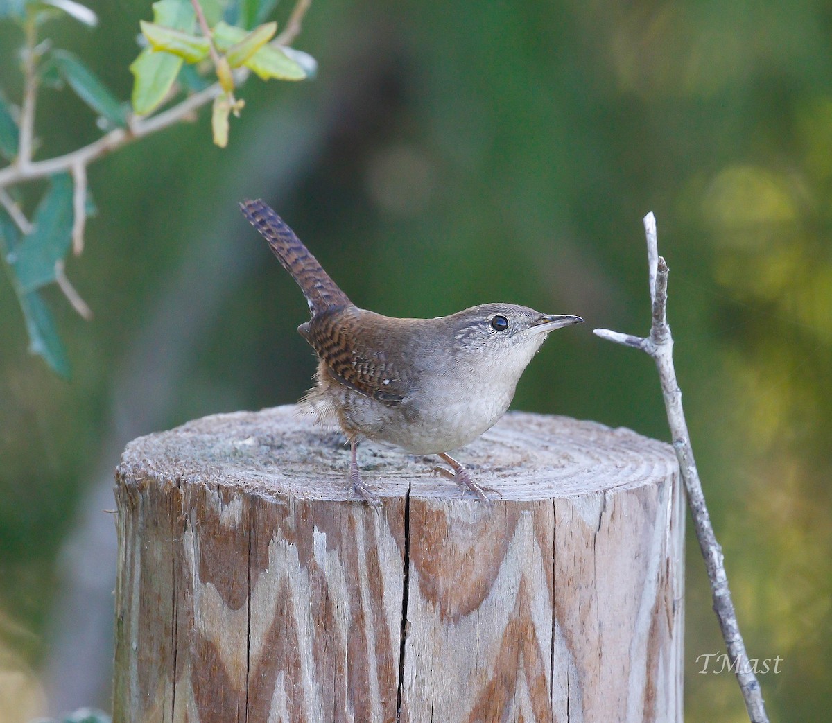 House Wren - ML117826771