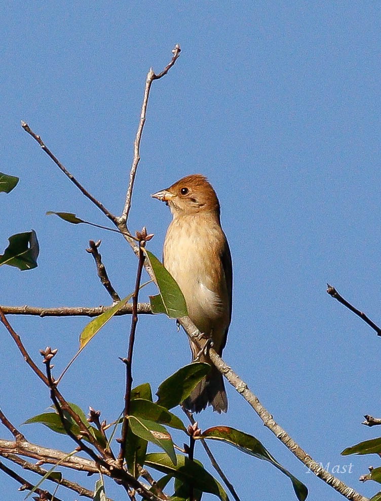 Indigo Bunting - ML117826801