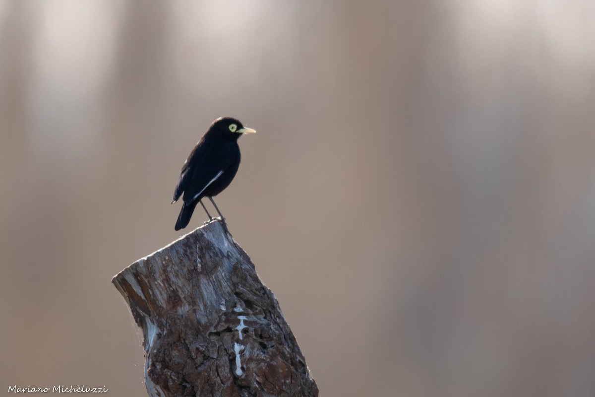 Spectacled Tyrant - COA El Calafate