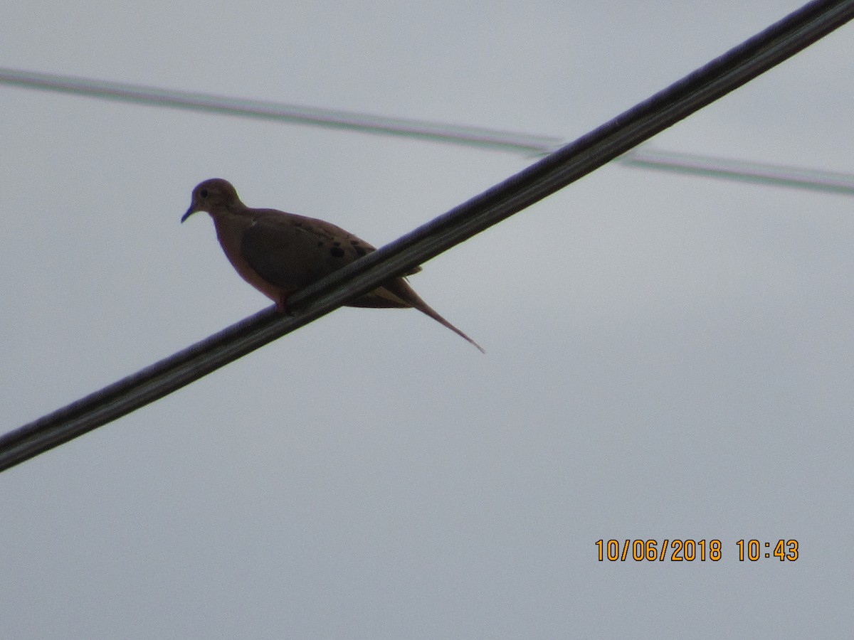 Mourning Dove - ML117829611